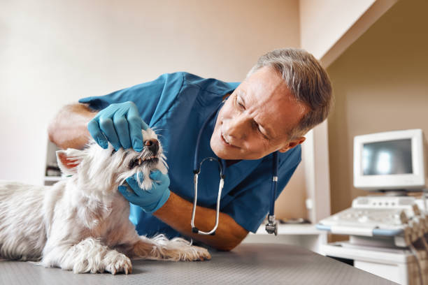Best Root Canal Emergency Dentist  in Brittany Farms The Highlands, PA